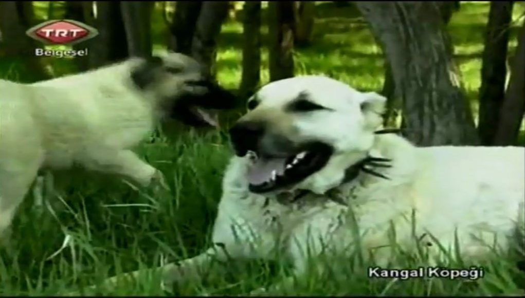 Kngal Köpeği Belgeseli - 1995